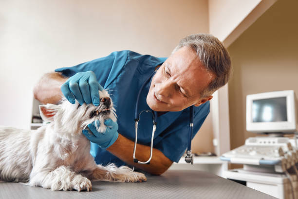 Best Emergency Tooth Extraction in Stockton, UT